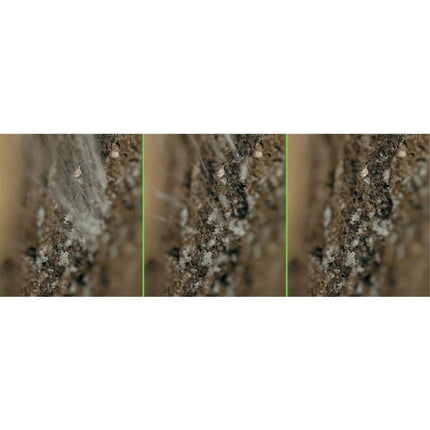 Gel Blaster Starfire Activator